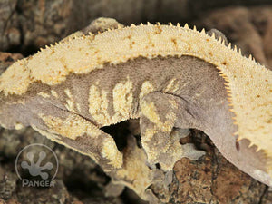 Juvenile Male Tailless Drippy Harlequin Crested Gecko, fired up, facing right, close up of the right laterals. 0723