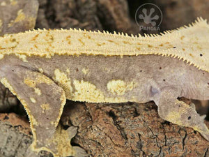 Male Drippy Partial Pinstripe Crested Gecko, fired up, facing right, close up of the right laterals. 0720