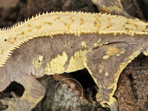 Male Drippy Partial Pinstripe Crested Gecko, fired up, facing left, close up of the left laterals. 0720