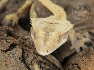 Male Drippy Partial Pinstripe Crested Gecko, fired up, facing front, close up of the face, partial view of the right laterals and the dorsal. 0720