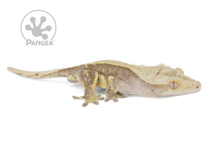 Male Drippy Partial Pinstripe Crested Gecko, fired up, facing right, full right side view of the gecko. 0720