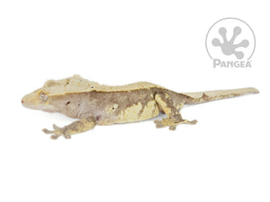 Male Drippy Partial Pinstripe Crested Gecko, fired up, facing left, full left side view. 0720