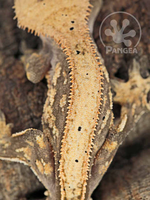 Juvenile Male Pinstripe Crested Gecko, fired up, facing rear, close up of the dorsal. 0719
