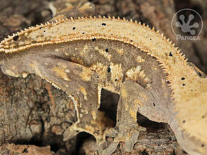 Juvenile Male Pinstripe Crested Gecko, fired up, facing right, close up of the right laterals. 0719