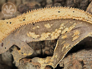 Juvenile Male Pinstripe Crested Gecko, fired up, facing left, close up of the left laterals. 0719