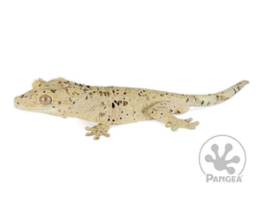Male Super Dalmatian Crested Gecko, not fired up, facing left, full left side view. 0727