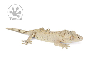 Juvenile Female Flame Dalmatian Crested Gecko, not fired up, facing right, full right side view. 0729
