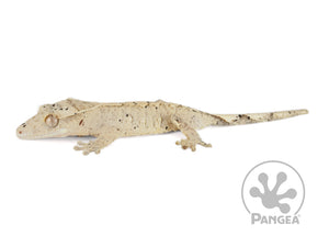 Juvenile Female Flame Dalmatian Crested Gecko, not fired up, facing left, full left side view. 0729
