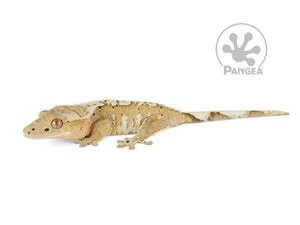 Female Flame Dalmatian Crested Gecko, not fired up, facing left, full left side view. 0730