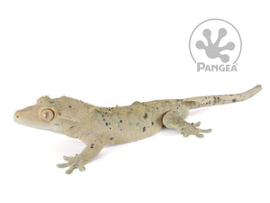 Male Dark Super Dalmatian Crested Gecko, not fired up, facing left, full left side view. 0731