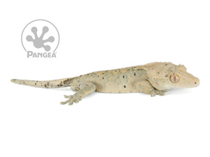 Male Dark Super Dalmatian Crested Gecko, not fired up, facing right, full right side view. 0731