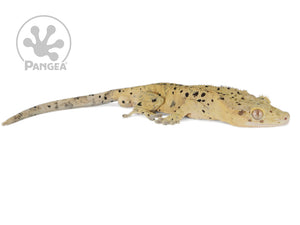 Male Yellow Super Dalmatian Crested Gecko, not fired up, facing right, full right side view. 0734