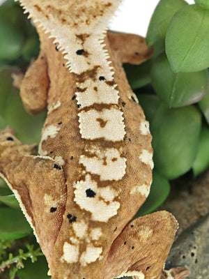 Female Flame Dalmatian Crested Gecko, fired up, facing rear, close up of the dorsal. 0730
