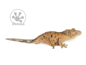 Male Super Dalmatian Crested Gecko, fired up, facing right, full right side view. 0727