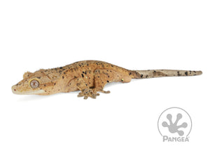 Male Super Dalmatian Crested Gecko, fired up, facing left, full left side view. 0727