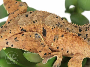Male Super Dalmatian Crested Gecko, fired up, facing right, close up of the right laterals. 0727