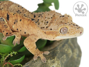 Male Super Dalmatian Crested Gecko, fired up, facing right, close up of the right side of the face, partial view of the right laterals and dorsal. 0727
