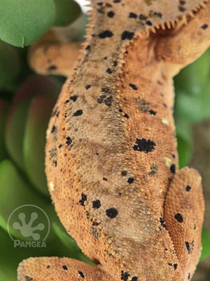 Male Super Dalmatian Crested Gecko, fired up, facing rear, close up of the dorsal. 0727