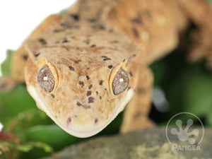 Male Super Dalmatian Crested Gecko, fired up, facing front, close up of the face. 0727