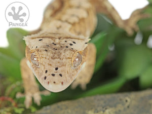 Juvenile Female Flame Dalmatian Crested Gecko, fired up, facing front, close up of the face, some parts of the body in frame. 0729
