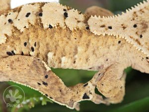 Juvenile Female Flame Dalmatian Crested Gecko, fired up, facing right, close up of the right laterals. 0729