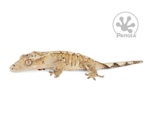 Juvenile Female Flame Dalmatian Crested Gecko, fired up, facing left, full left side view. 0729