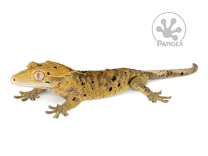 Male Dark Super Dalmatian Crested Gecko, fired up, facing left, full left side view. 0731