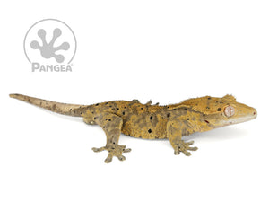 Male Dark Super Dalmatian Crested Gecko, fired up, facing right, full right side view. 0731
