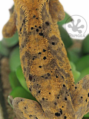 Male Dark Super Dalmatian Crested Gecko, fired up, facing rear, close up of the dorsal. 0731