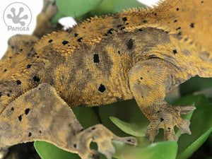 Male Dark Super Dalmatian Crested Gecko, fired up, facing right, close up of the right laterals. 0731
