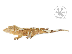 Female Flame Dalmatian Crested Gecko, fired up, facing left, full left side view. 0730