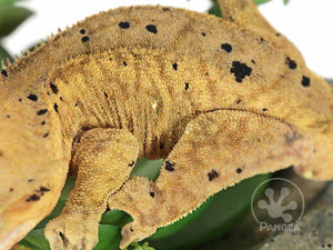 Male Tailless Brindle Dalmatian Crested Gecko, fired up, facing left, close up of the left laterals. 0732