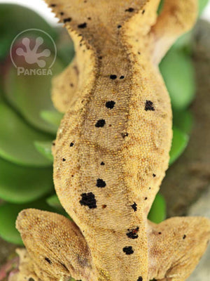 Male Tailless Brindle Dalmatian Crested Gecko, fired up, facing rear, close up of the dorsal. 0732
