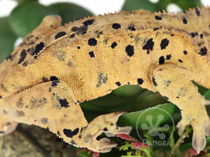 Male Yellow Super Dalmatian Crested Gecko, fired up, facing right, close up of the right laterals. 0734