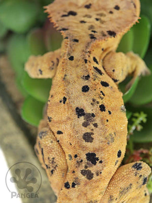 Male Yellow Super Dalmatian Crested Gecko, fired up, facing rear, close up of the dorsal. 0734