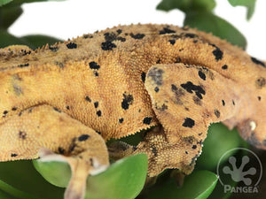 Male Yellow Super Dalmatian Crested Gecko, fired up, facing left, close up of the left laterals. 0734