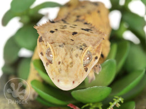 Male Yellow Super Dalmatian Crested Gecko, fired up, facing front, close up of the face. 0734