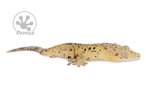 Male Yellow Super Dalmatian Crested Gecko, fired up, facing right, full right side view. 0734