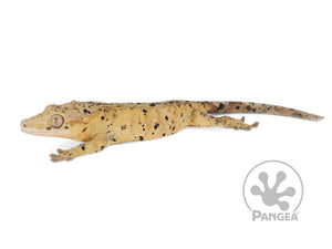 Male Yellow Super Dalmatian Crested Gecko, fired up, facing left, full left side view. 0734