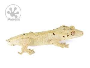 Male Tailless Brindle Dalmatian Crested Gecko, not fired up, facing right, full right side view. 0735