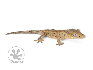 Juvenile Male Super Dalmatian Crested Gecko, not fired up, facing right, full right side view. 0736