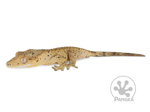 Juvenile Male Super Dalmatian Crested Gecko, not fired up, facing left, full left side view. 0736