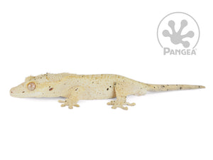 Male Cream Flame Dalmatian Crested Gecko, not fired up, facing left, full left side view. 0737