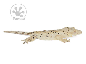 Male Cream Flame Super Dalmatian Crested Gecko, not fired up, facing right, full right side view. 0738