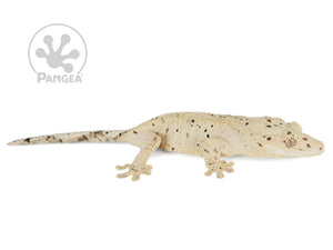 Female Yellow Super Dalmatian Crested Gecko Cr-0739