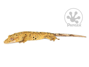 Male Cream Flame Super Dalmatian Crested Gecko, fired up, facing left, full left side view. 0738
