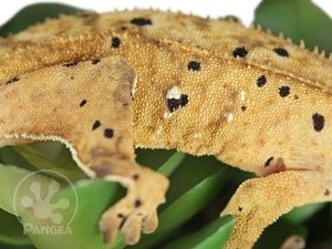 Male Cream Flame Super Dalmatian Crested Gecko, fired up, facing right, close up of the right laterals. 0738