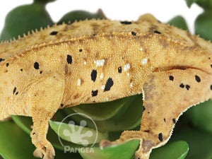 Male Cream Flame Super Dalmatian Crested Gecko, fired up, facing left, close up of the left laterals. 0738