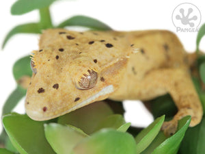 Male Cream Flame Super Dalmatian Crested Gecko, fired up, facing front and slightly left, close up of the left side of the face, partial view of the left laterals. 0738