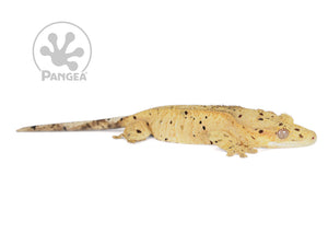 Female Yellow Super Dalmatian Crested Gecko Cr-0739